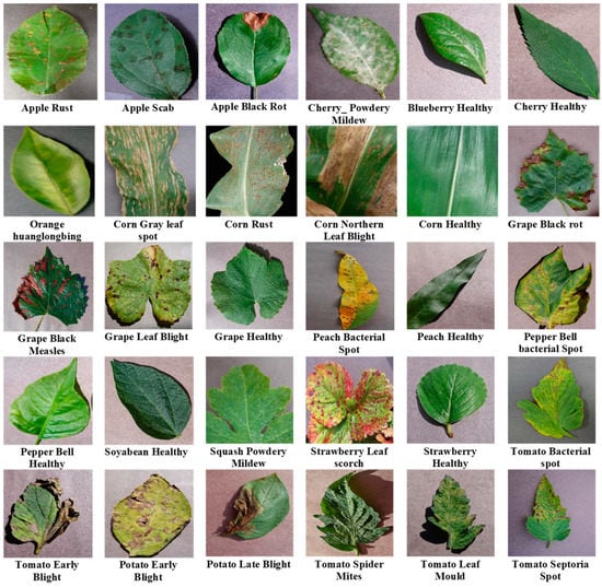 Plant Disease Detection